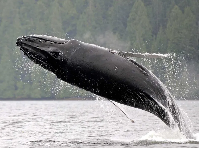 A humpback whale breaching