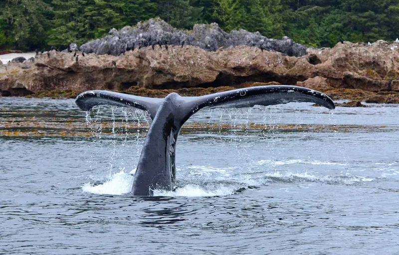 A humpback whale’s tail above the water